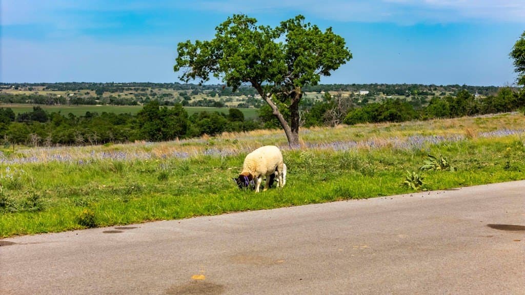 3.37 acres in Gillespie County featured view