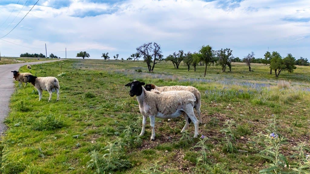 3.37 acres in Gillespie County - photo 12