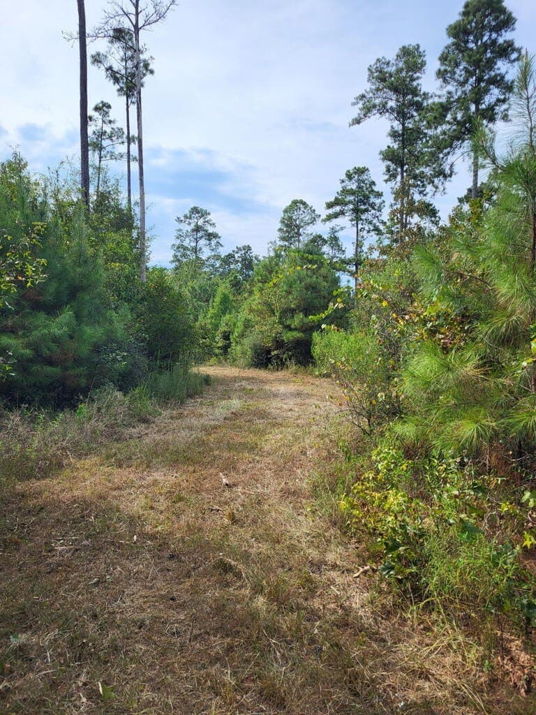 12 acres in Texas County - photo 6