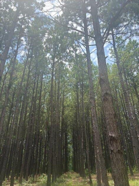 11.24 acres in CHEROKEE County - photo 2