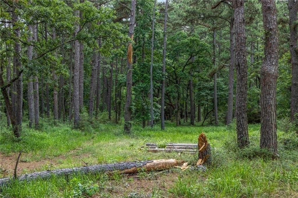 13 acres in Leon County gallery image 4