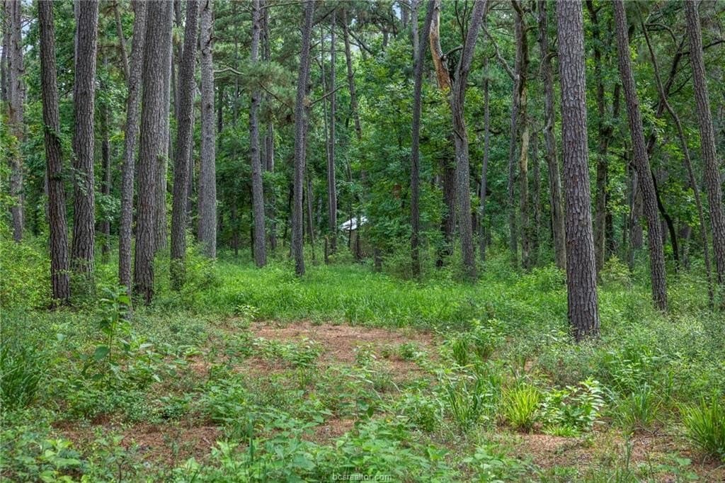 13 acres in Leon County gallery image 3