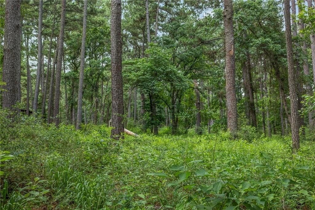 13 acres in Leon County gallery image 2
