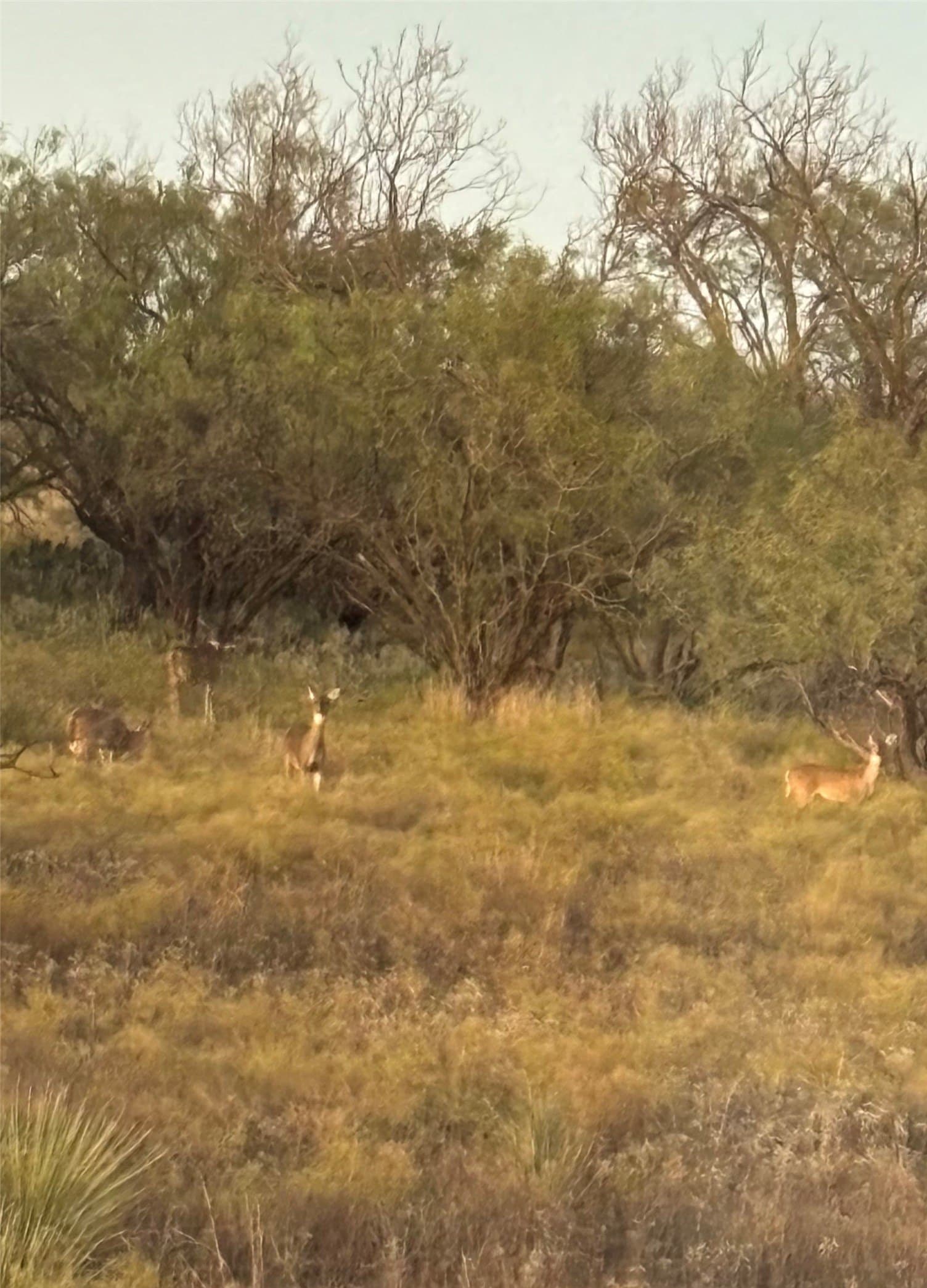 43.8 acres in Runnels County - photo 33