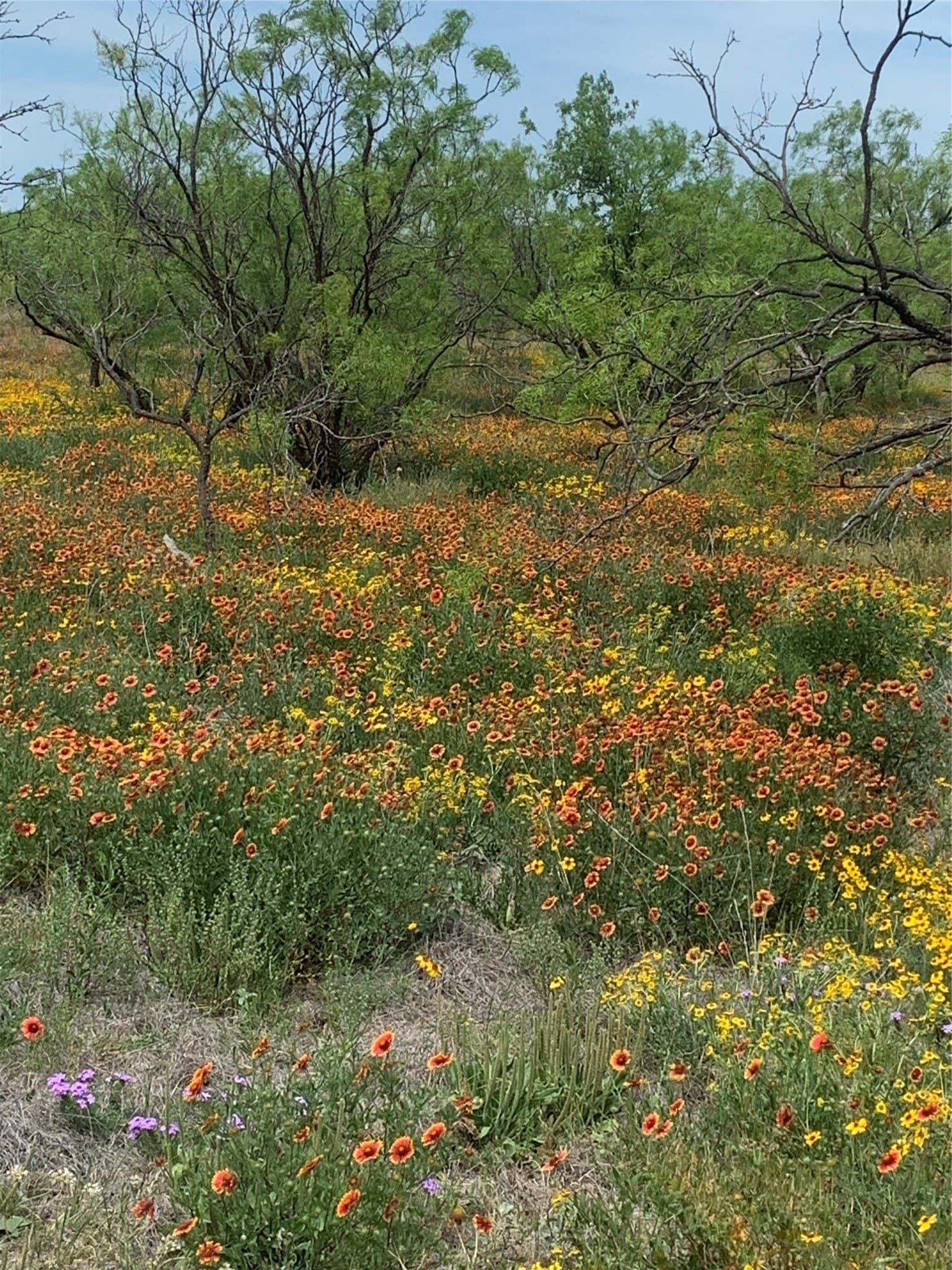 43.8 acres in Runnels County - photo 32
