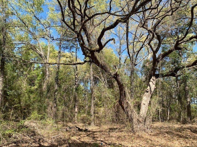 2.2 acres in Van Zandt County - photo 5