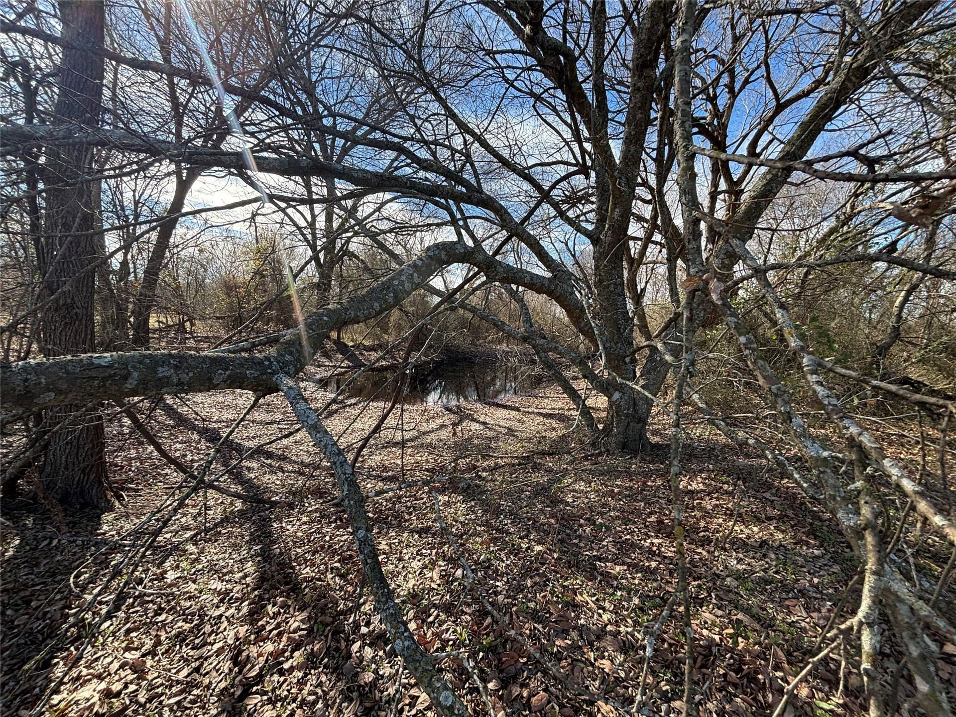 8.2 acres in Henderson County gallery image 2