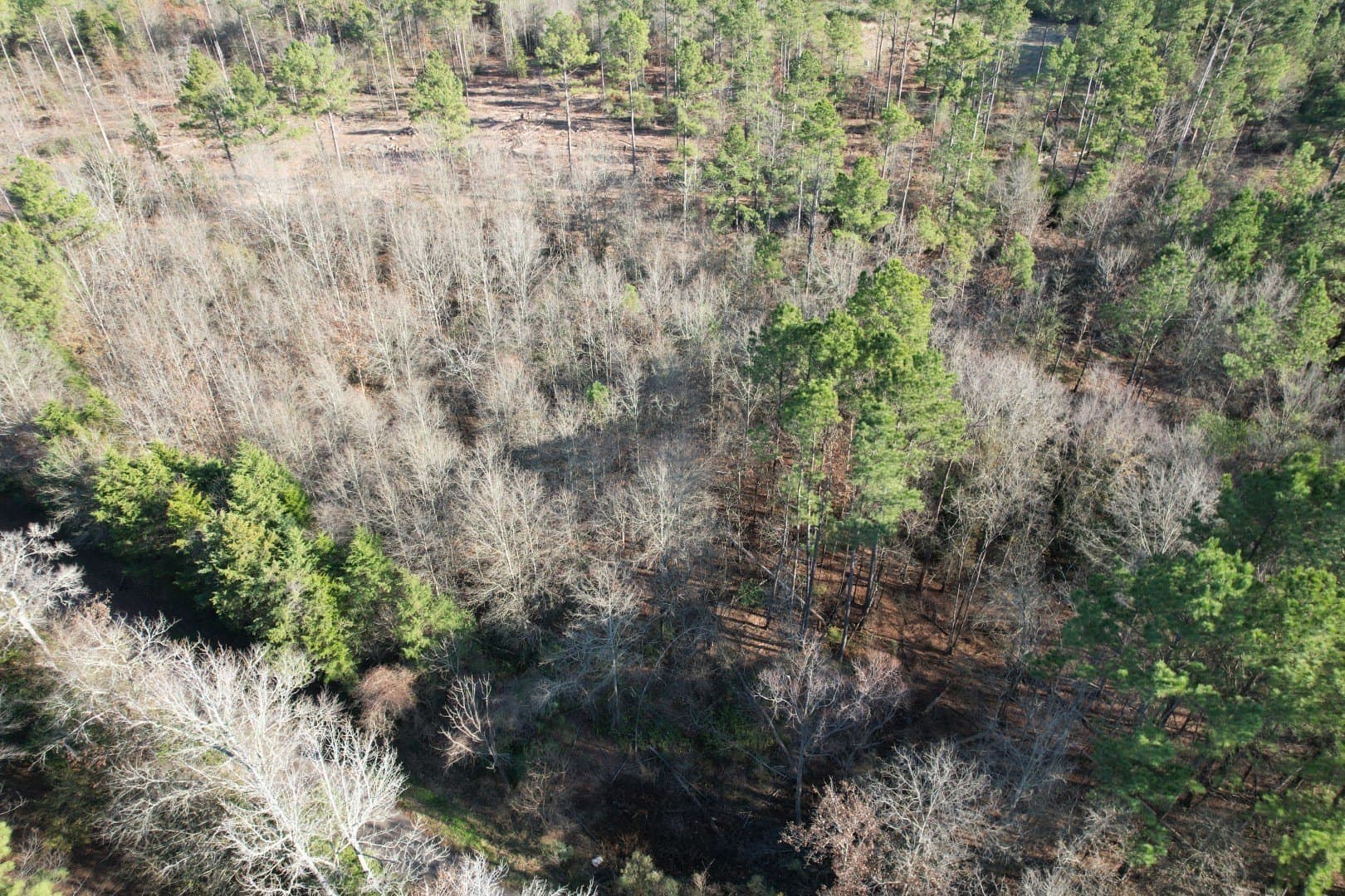 29.74 acres in Panola County - photo 4