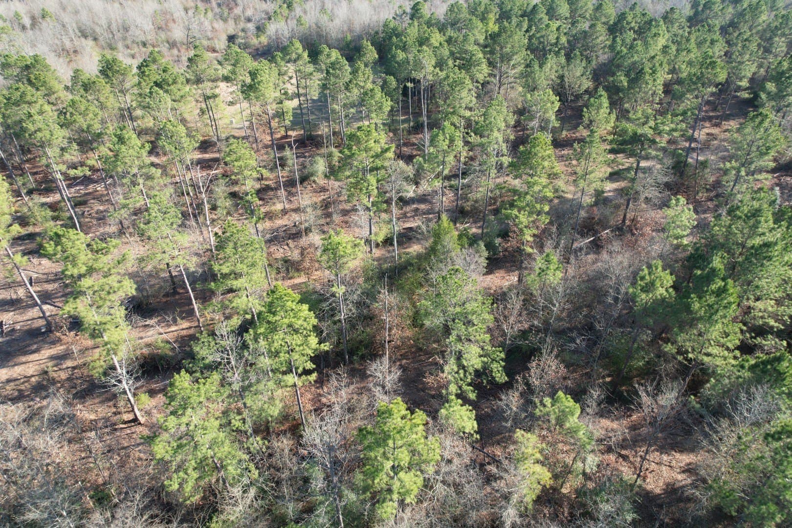 29.74 acres in Panola County - photo 3