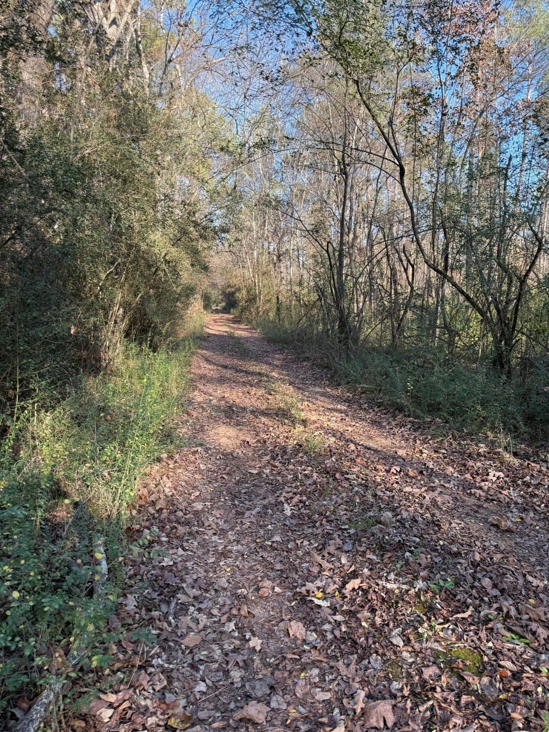 29.74 acres in Panola County - photo 7