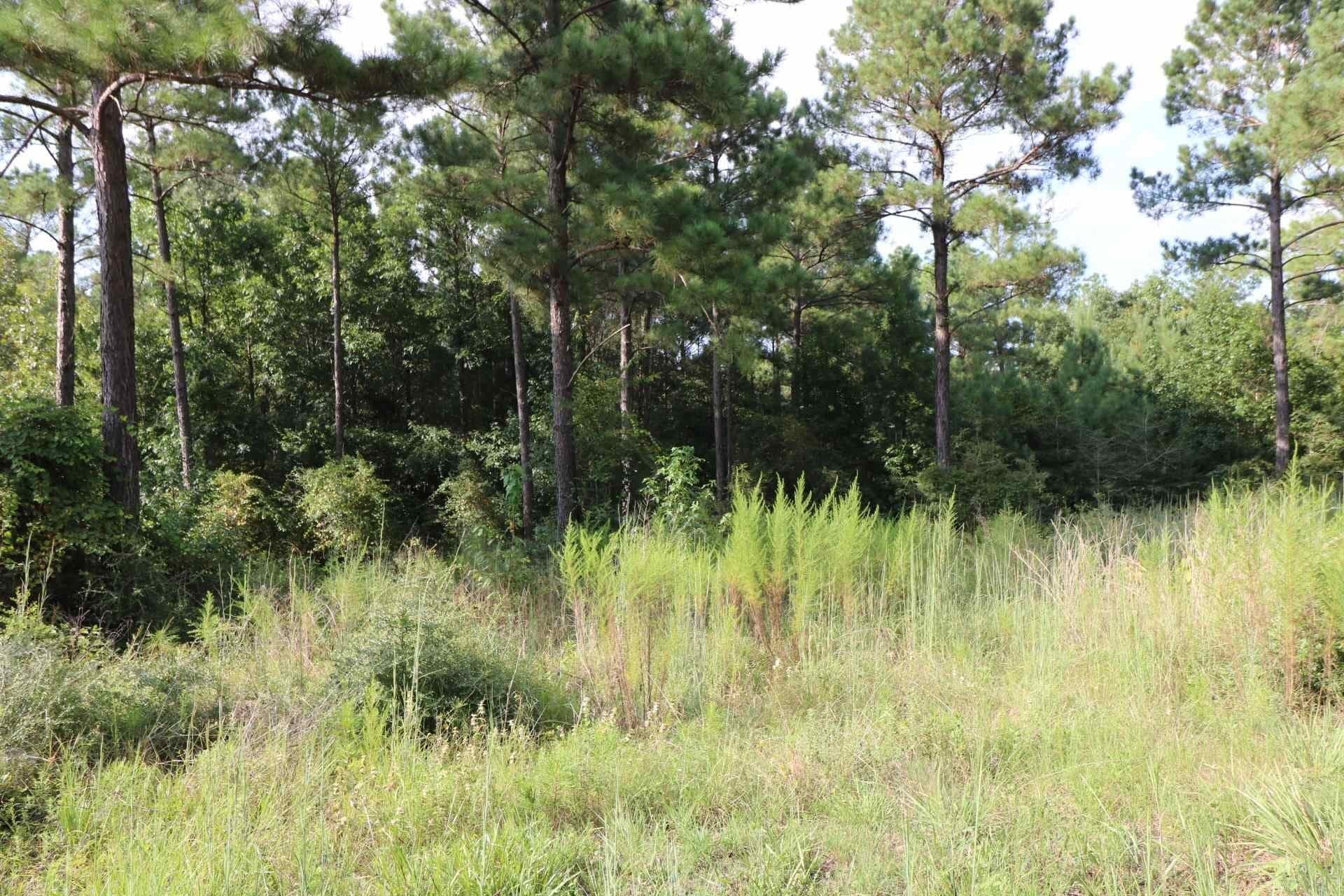 3.6 acres in Texas County gallery image 4