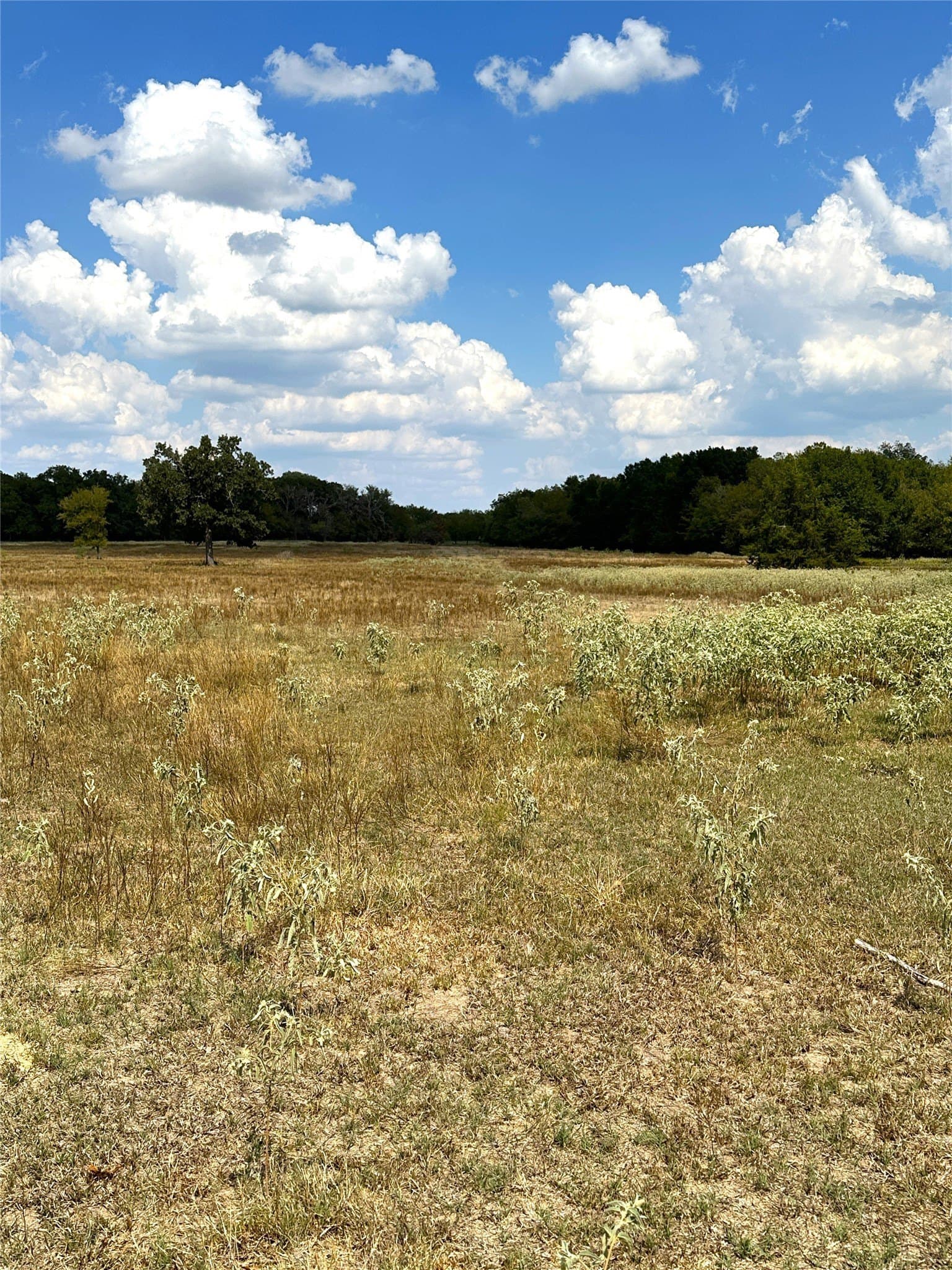 119.8 acres in Robertson County - photo 9