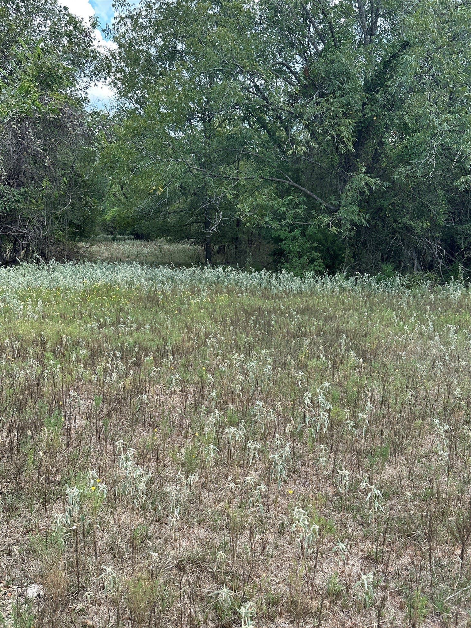 119.8 acres in Robertson County - photo 7