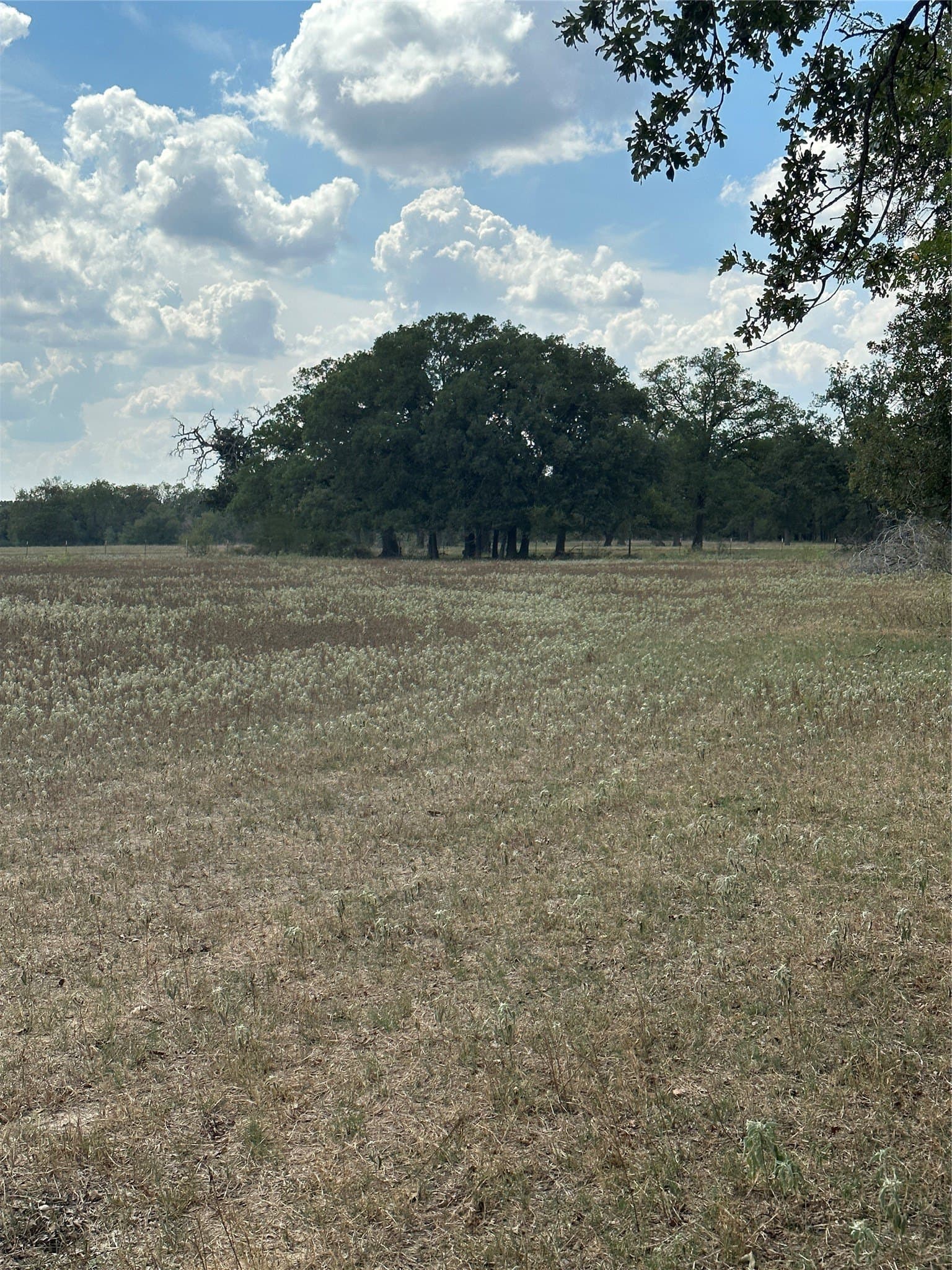 119.8 acres in Robertson County - photo 10