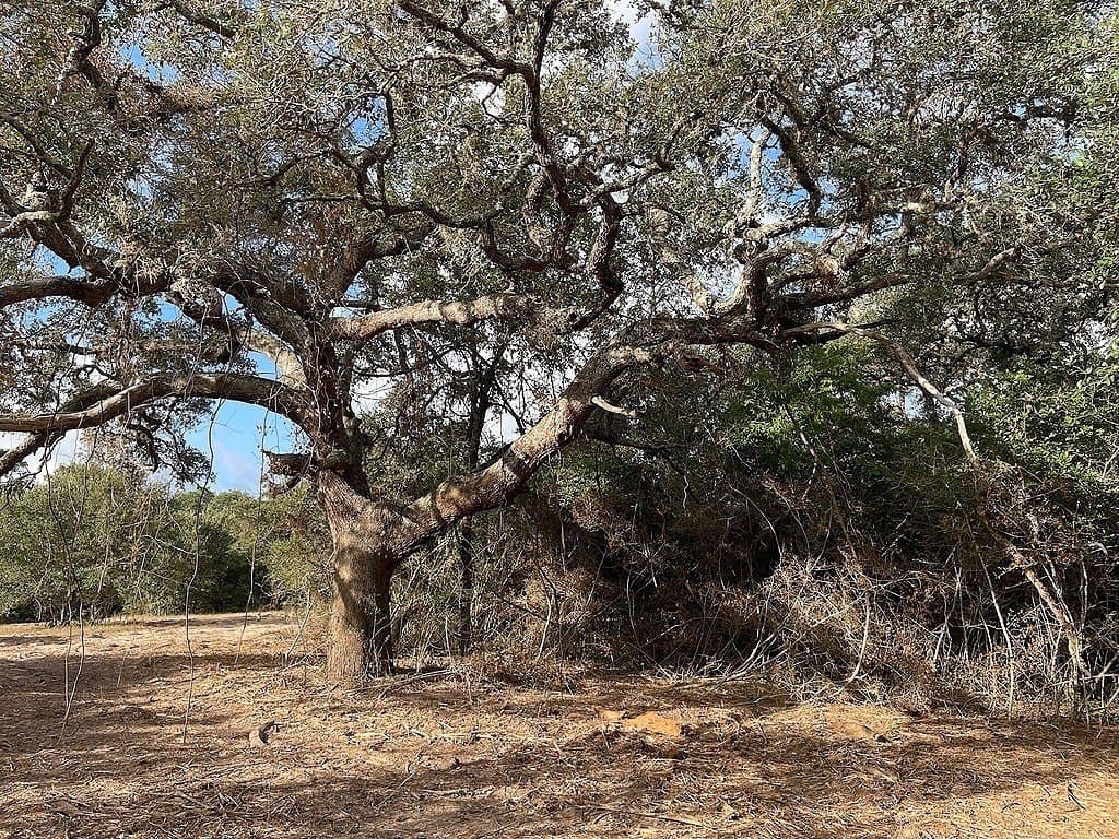 22.87 acres in Colorado County - photo 5
