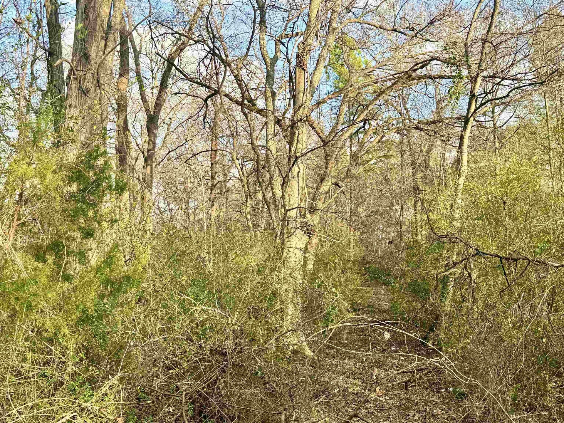 15.9 acres in Texas County - photo 7