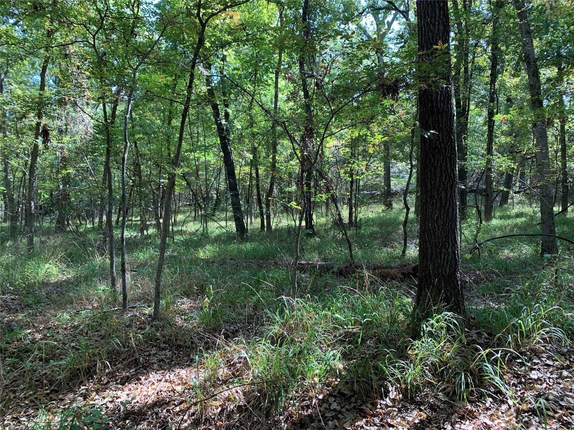 25.6 acres in Henderson County - photo 15