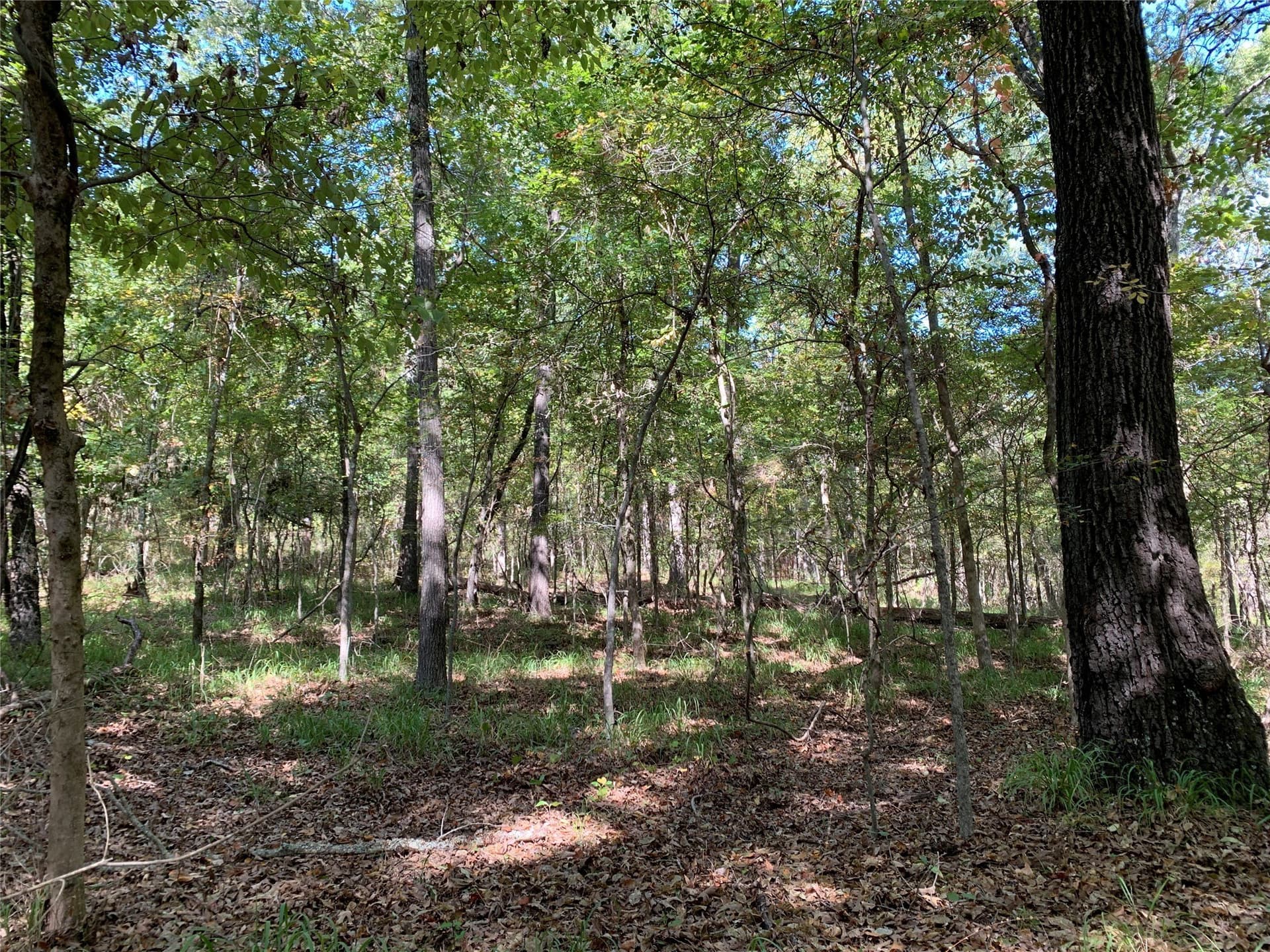 25.6 acres in Henderson County - photo 16