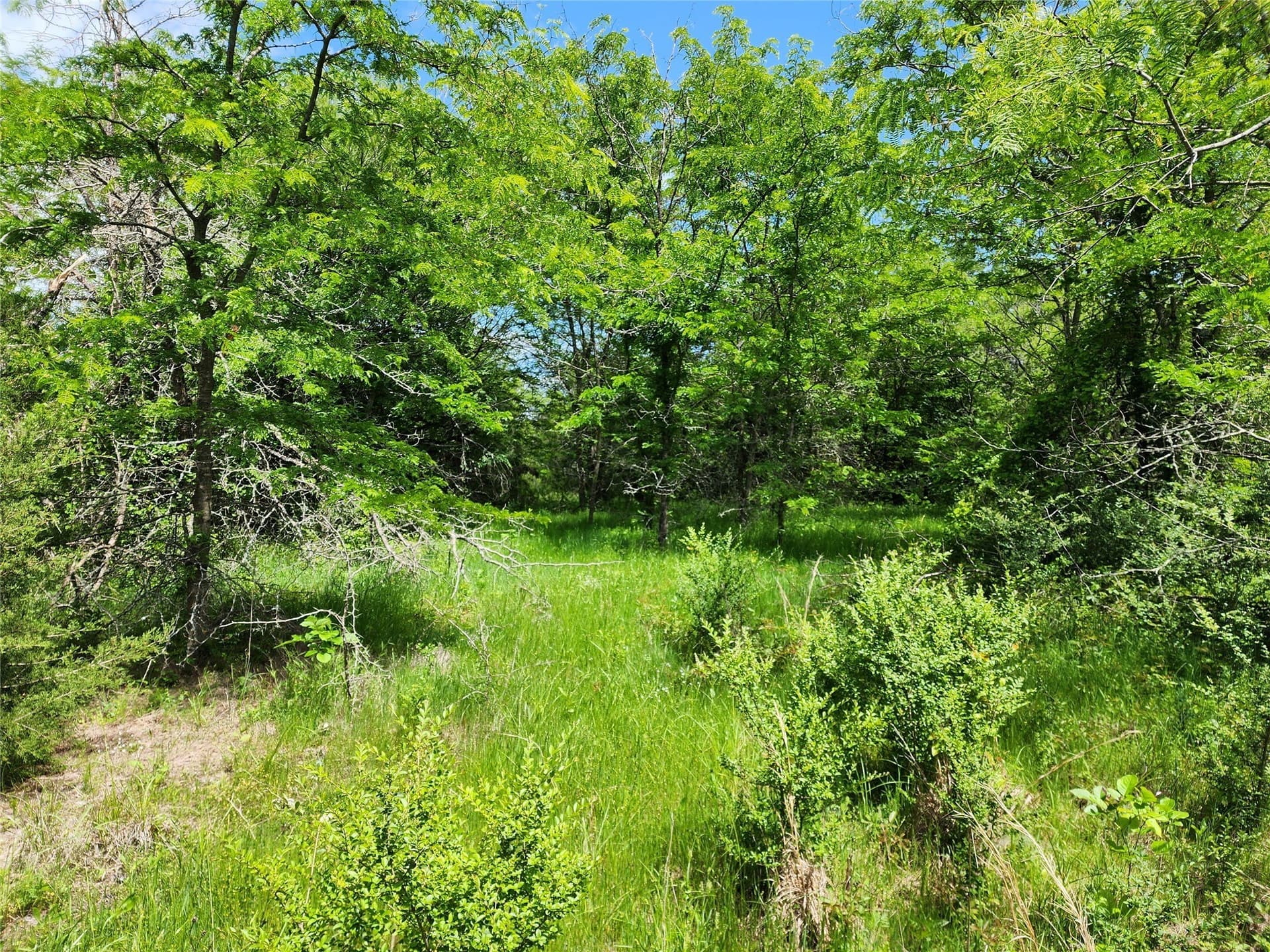 67.74 acres in Hopkins County gallery image 2