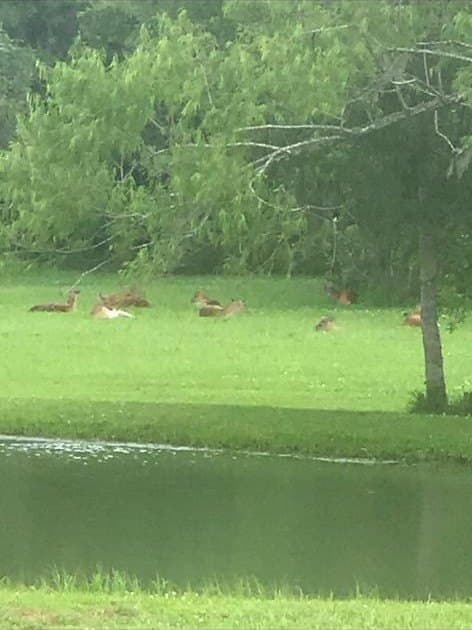 10 acres in Brazoria County - photo 16