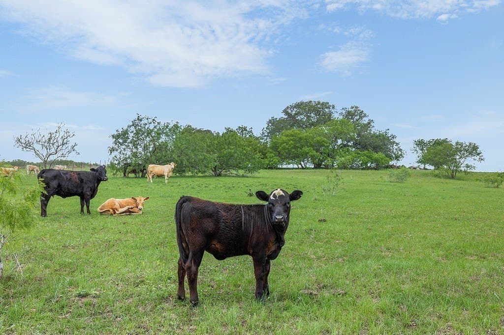 43.99 acres in Fayette County gallery image 4