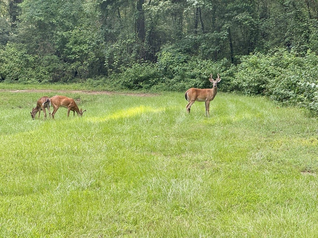 0.27 acres in Texas County featured view