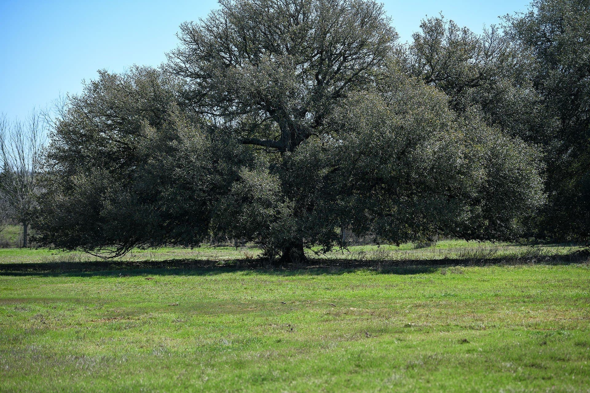 2 acres in Gonzales County - photo 9
