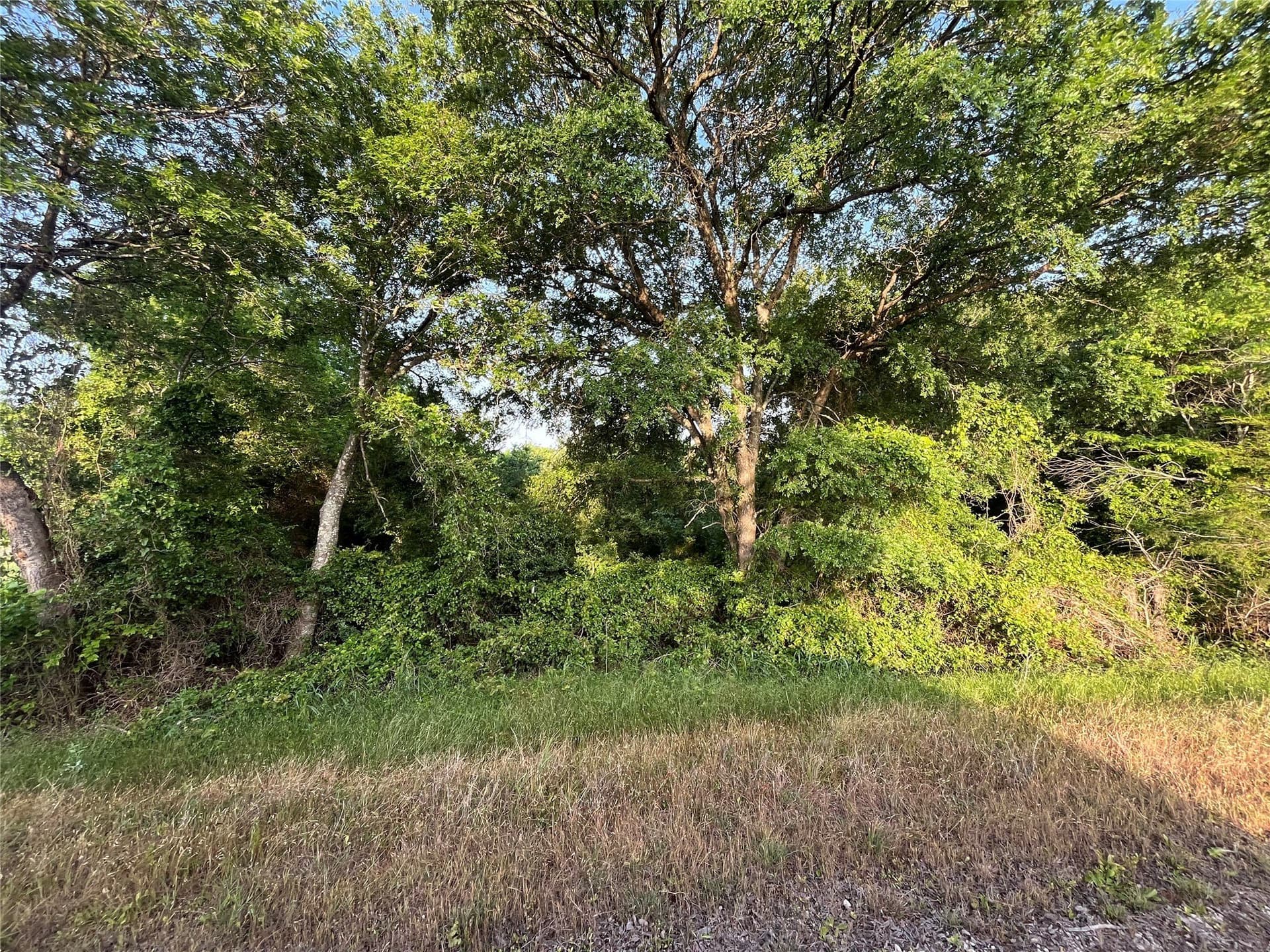 15.35 acres in Limestone County gallery image 3