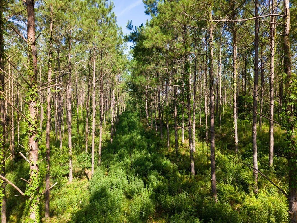 538.49 acres in Texas County - photo 23
