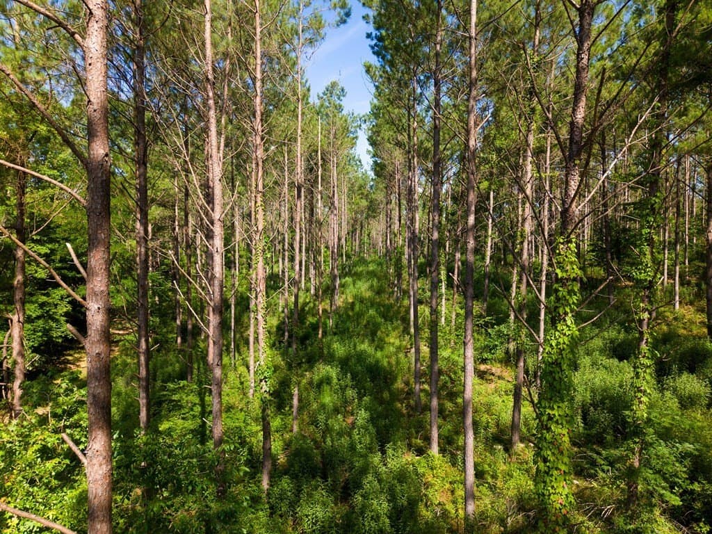 538.49 acres in Texas County - photo 22