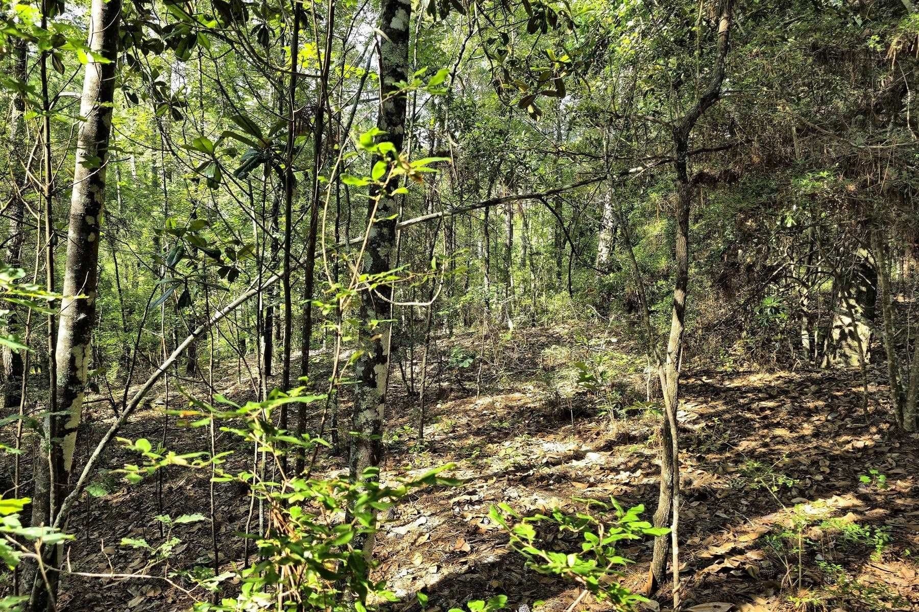 77.47 acres in Texas County - photo 24