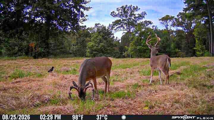 175.33 acres in Texas County - photo 129