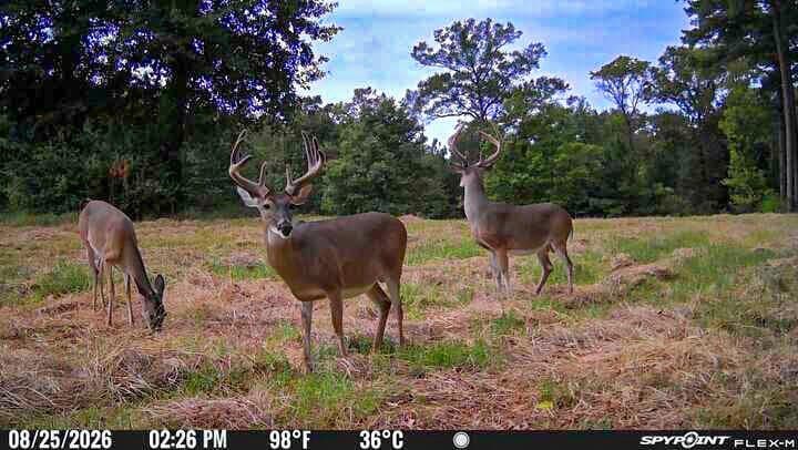 175.33 acres in Texas County - photo 130