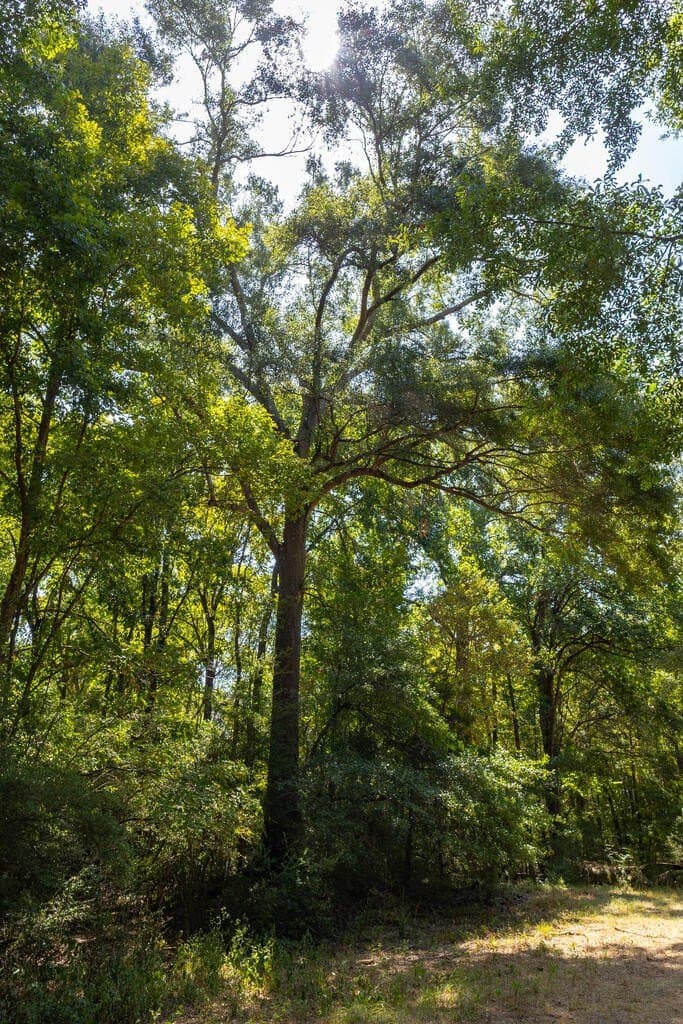 175.33 acres in Texas County - photo 87