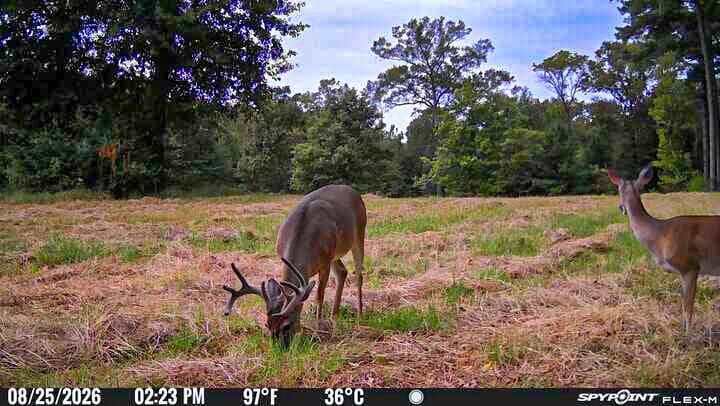 175.33 acres in Texas County - photo 131