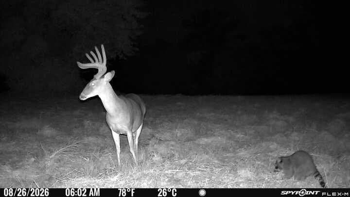 175.33 acres in Texas County - photo 136