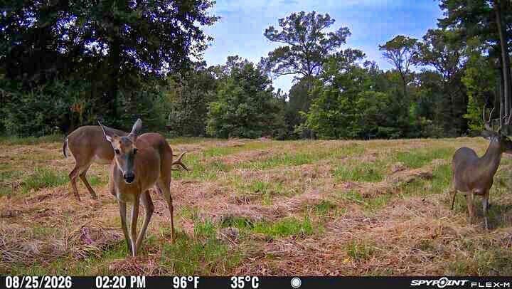 175.33 acres in Texas County - photo 133