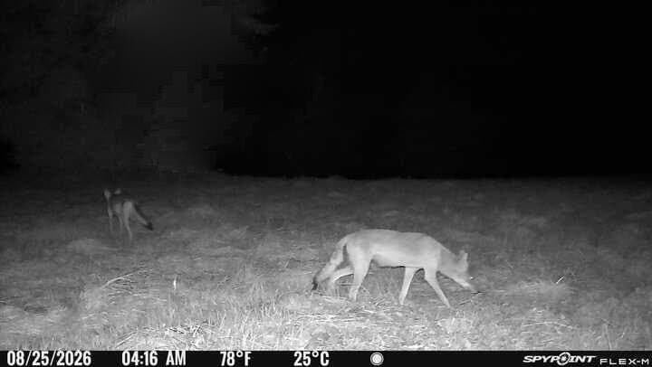 175.33 acres in Texas County - photo 128