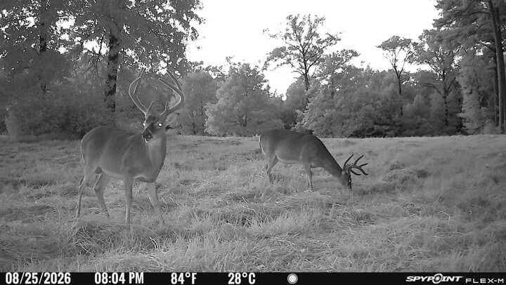 175.33 acres in Texas County - photo 141