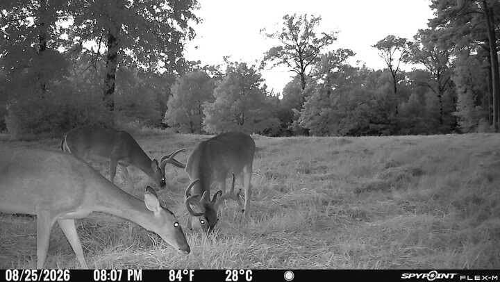 175.33 acres in Texas County - photo 140