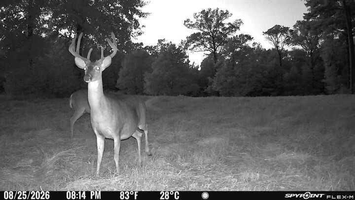 175.33 acres in Texas County - photo 134