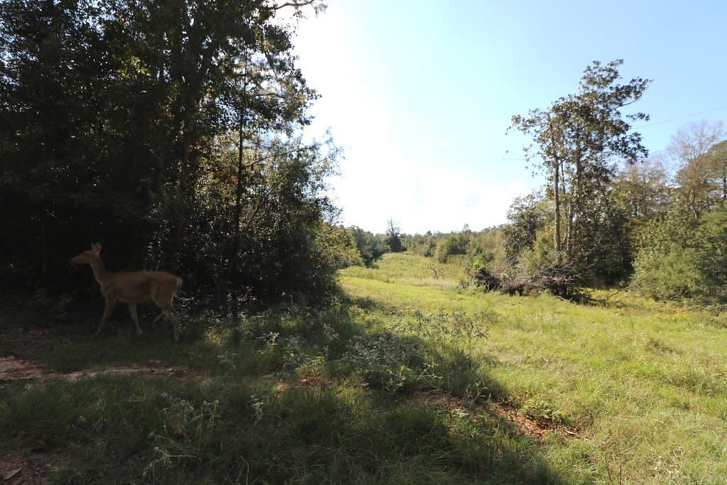 280 acres in Texas County - photo 22