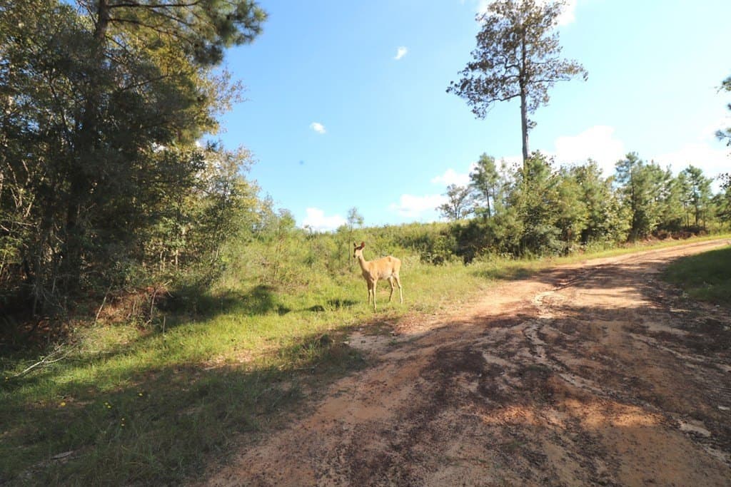 280 acres in Texas County - photo 23