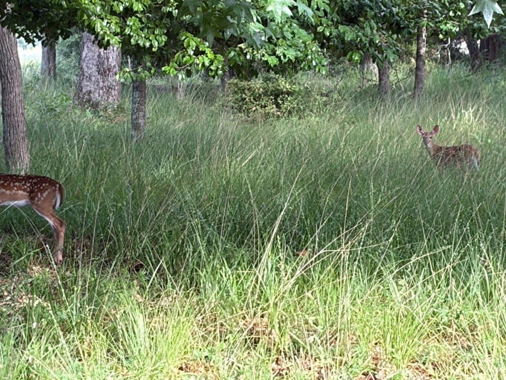 5.01 acres in Henderson County gallery image 3