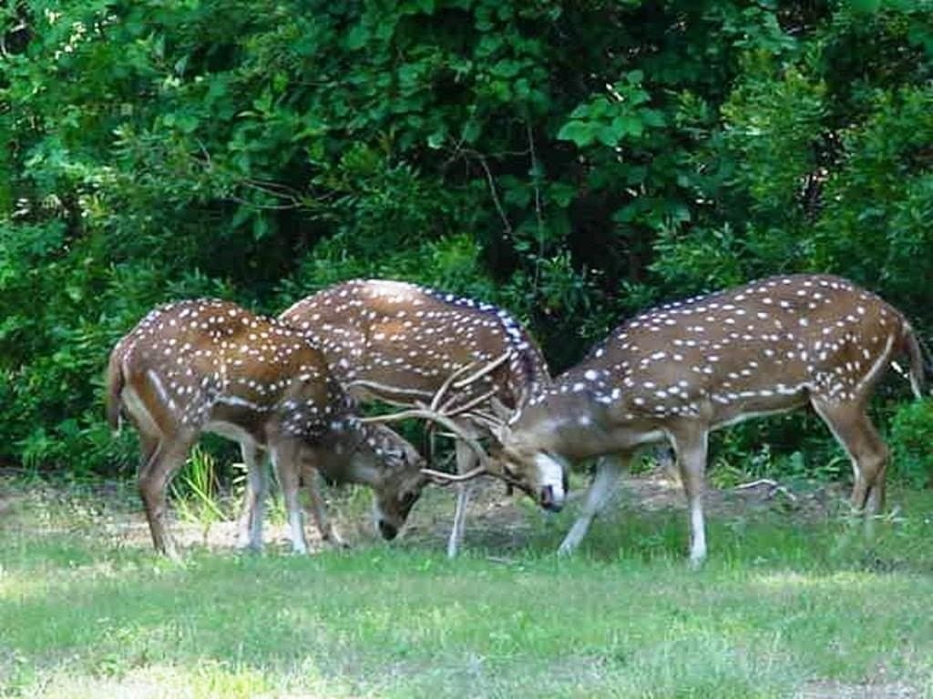 5.01 acres in Henderson County - photo 29