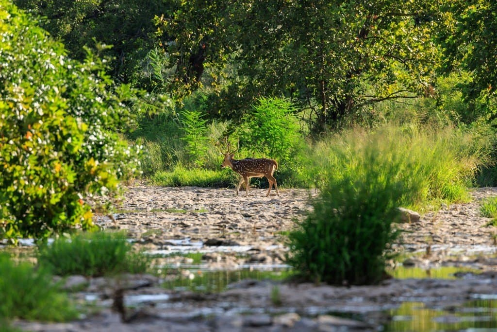 25 acres in Gillespie County - photo 34