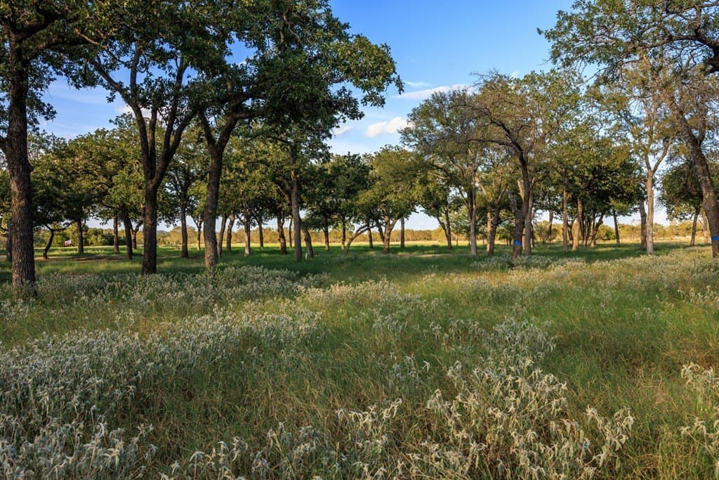 25 acres in Gillespie County - photo 31