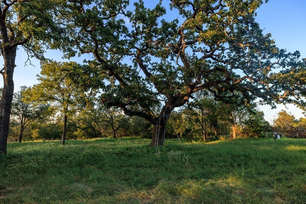 25 acres in Gillespie County - photo 35