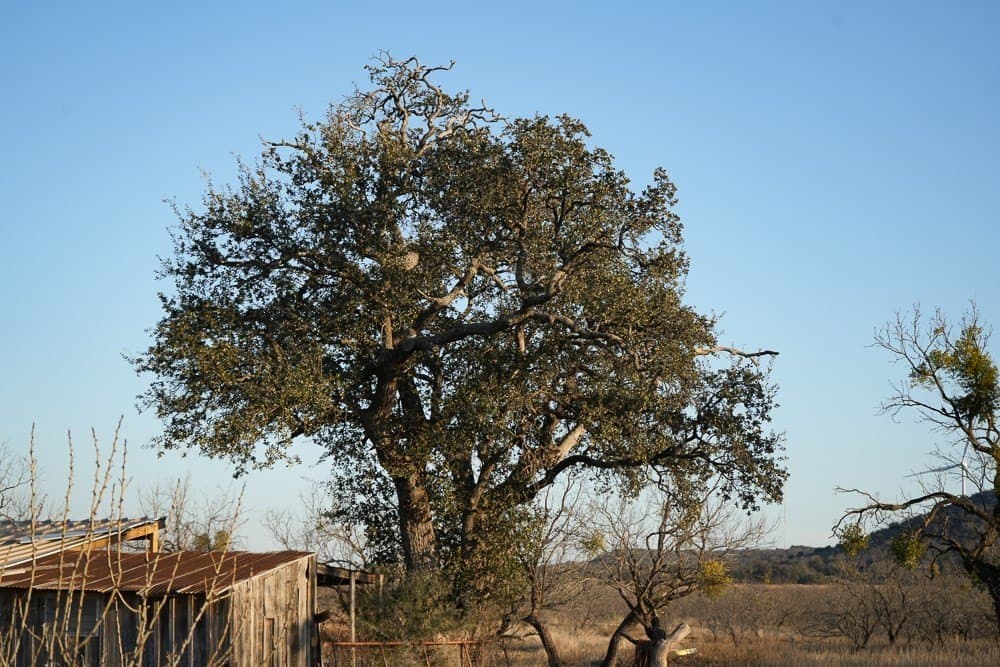 43 acres in McCulloch County - photo 54