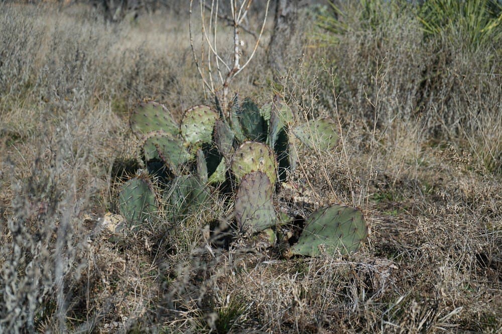 43 acres in McCulloch County - photo 17
